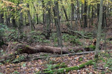 sonbahar orman arka plan