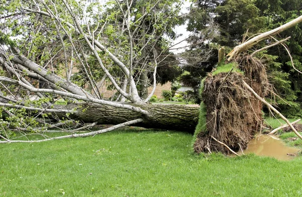 Tree downed by high wind storm — Stock Photo, Image