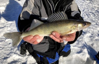 Walleye caught ice fishing clipart