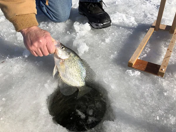 Рыбак вытаскивает крэппи из льда — стоковое фото