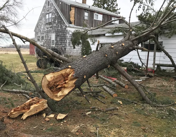 Дом поврежден упавшим деревом — стоковое фото
