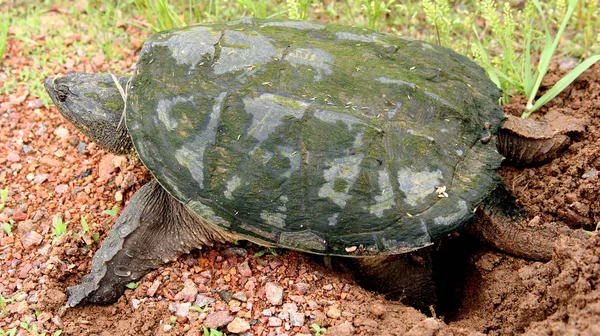 Прив'язування черепаха, роблячи гніздо — стокове фото
