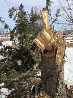 Bükülmüş ve fırtına zararı kırık çam ağacı