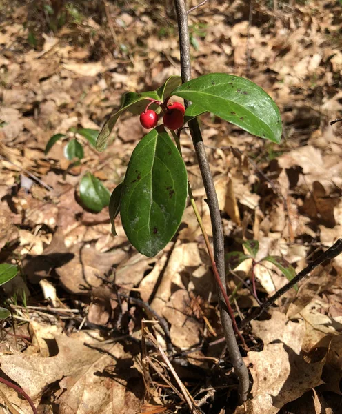 Gaultheria Procumbens of Amerikaanse Wintergreen Plant een bessen — Stockfoto