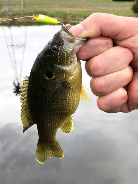 Bas Bluegill Bir Melez Tür Yakın Çekim — Stok fotoğraf