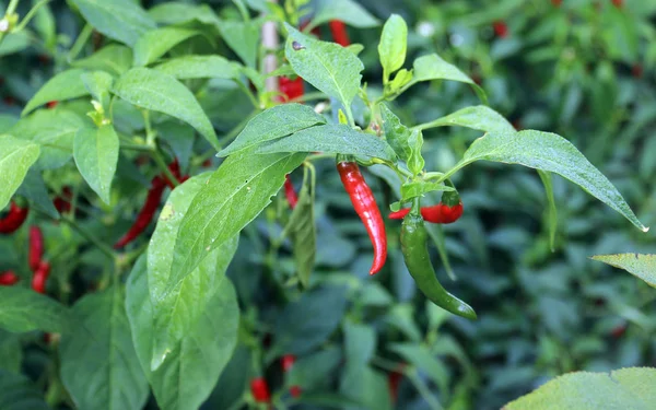 Chili Peppers in a garden