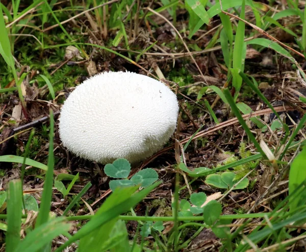 Wild Puffball Mushroom — стоковое фото