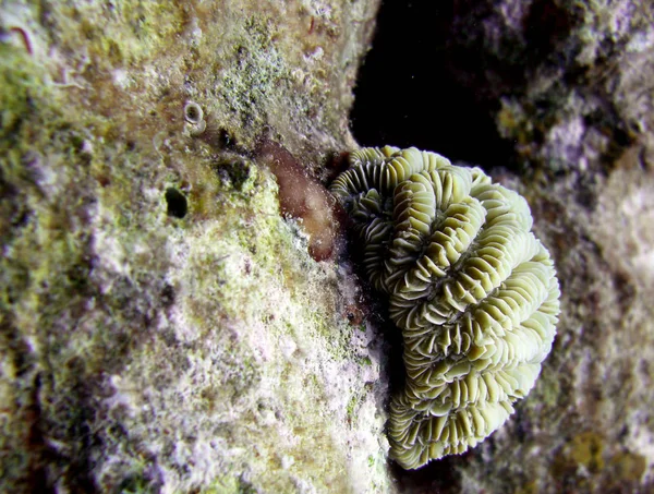 Coral bajo el agua en un arrecife —  Fotos de Stock