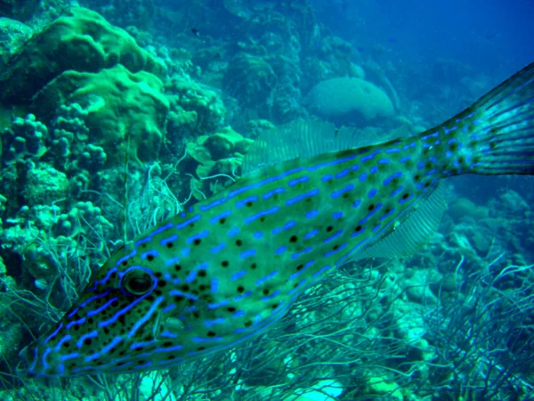 Filefish closeup op een tropisch rif — Stockfoto