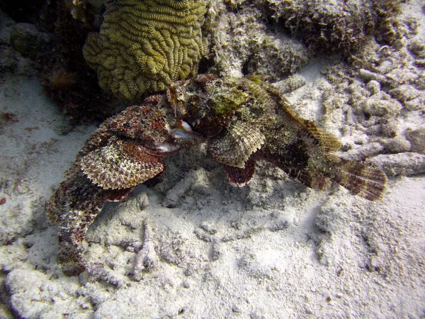 在珊瑚礁上与蝎鱼搏斗 — 图库照片