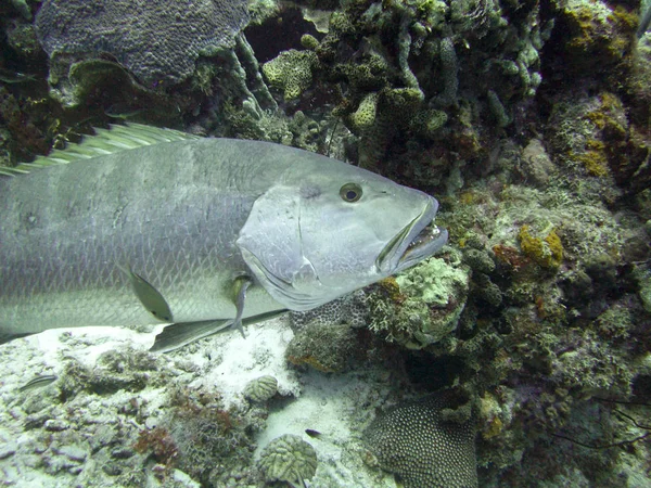 Agrupador de peces tropicales en un arrecife de coral —  Fotos de Stock