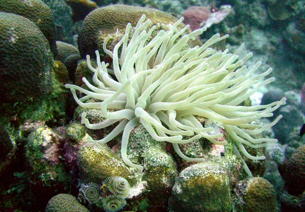 在珊瑚礁上的海葵 — 图库照片