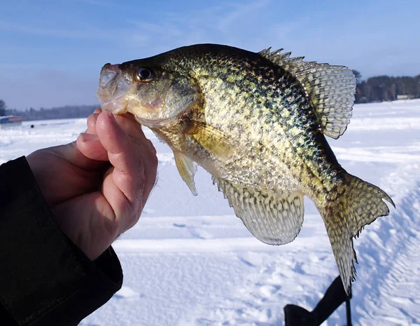 Fiske efter Crappies — Stockfoto