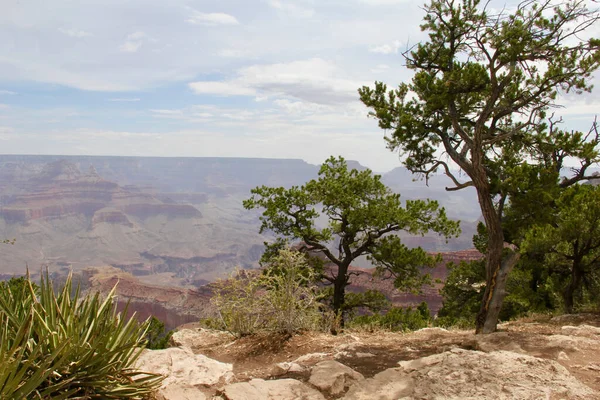 Matin d'été sur Grand Canyon — Photo
