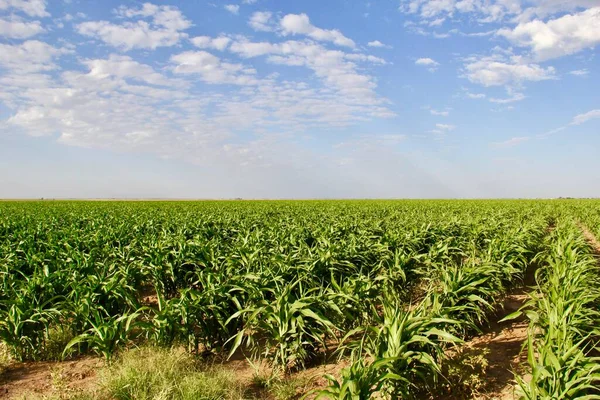 Cultivo de sorgo no sudoeste — Fotografia de Stock