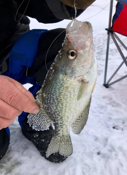 Crappie barely hooked — 스톡 사진