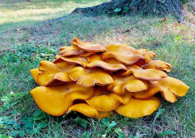 Zehirli Jack-O-Lantern Mantarı