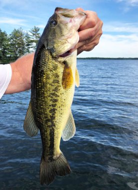 Fish closeup of a Large-Mouth Bass