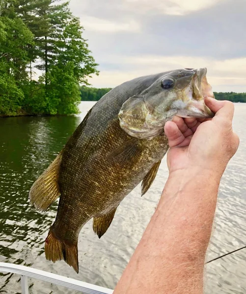 Primo piano di pesce di una piccola bocca Bass — Foto Stock