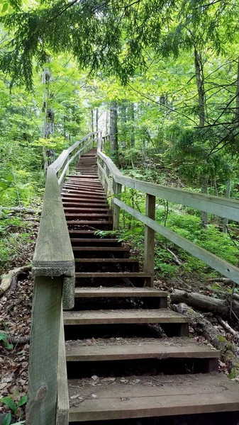 Деревянная Лестница Поднимается Крутой Холм Лесной Тропе — стоковое фото