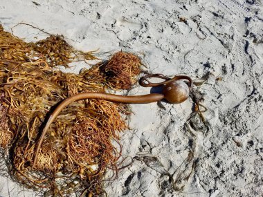 Yosun ve kapsül okyanus sahilinde karaya vurmuş.