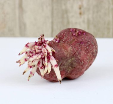 Patatesten taze filizler çıkıyor.