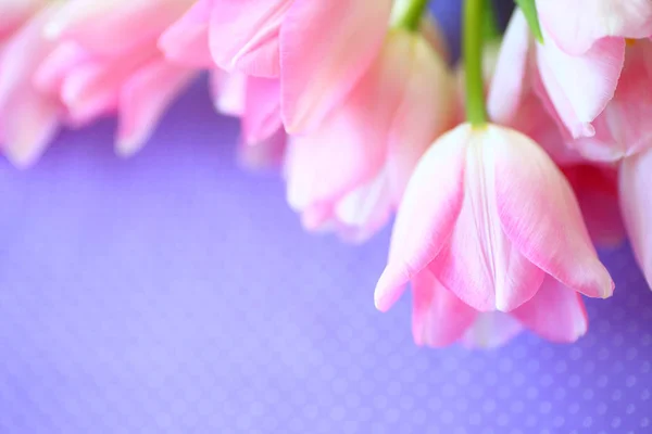 Tulipanes rosados con espacio de copia — Foto de Stock