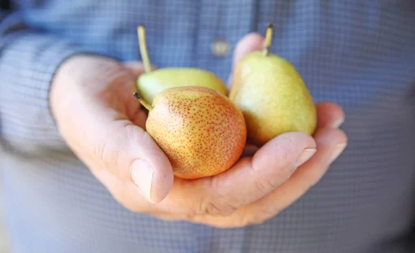 Man holds Forelle pears — Stock Photo, Image