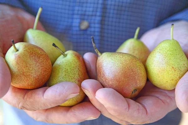 Fresh Forelle pears held by man — Stock Photo, Image