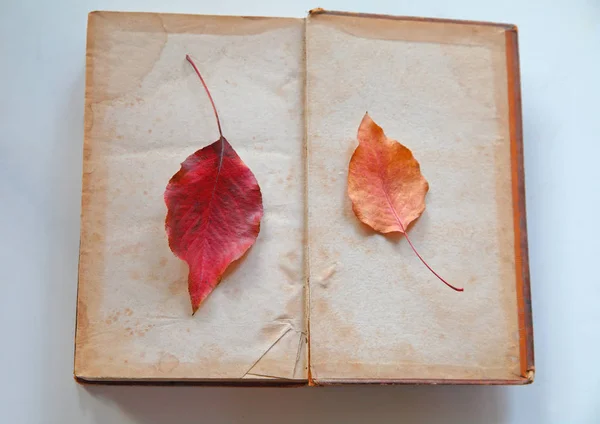Two fall leaves on vintage book pages — 스톡 사진