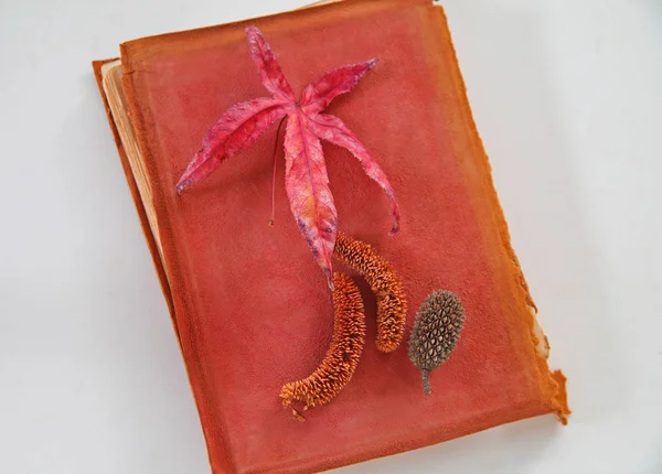 Red leaf and tree cones on colorful old book — 스톡 사진