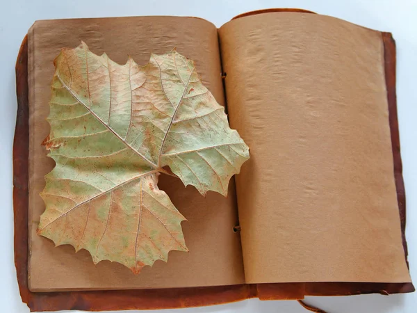 Autumn leaf on vintage book pages — Stock Photo, Image