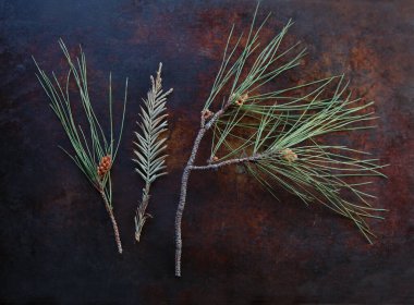 Yeşil iğneli ve küçük kozalaklı Evergreen dalları