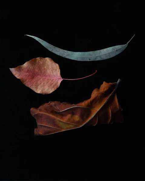 낙엽은 색으로 텍스를 — 스톡 사진