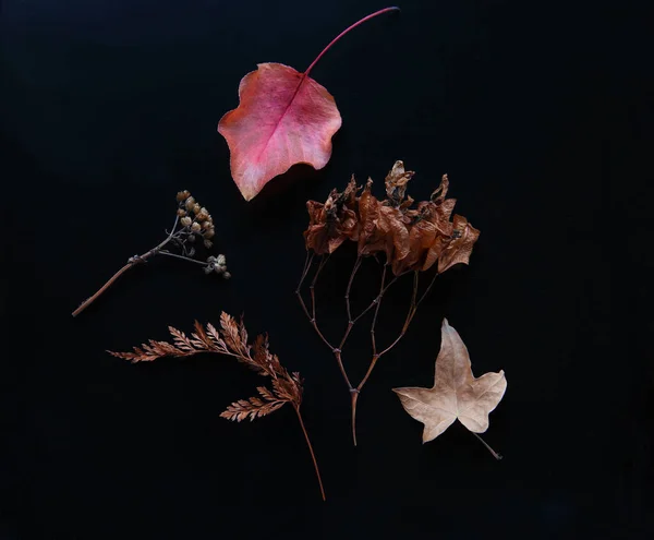 一种秋叶 种子荚和蕨叶在深色背景上的排列 — 图库照片