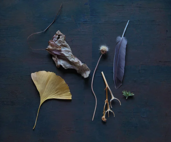 Arrangement Nature Objects Including Feather Leaves Seed Heads — Stock Photo, Image