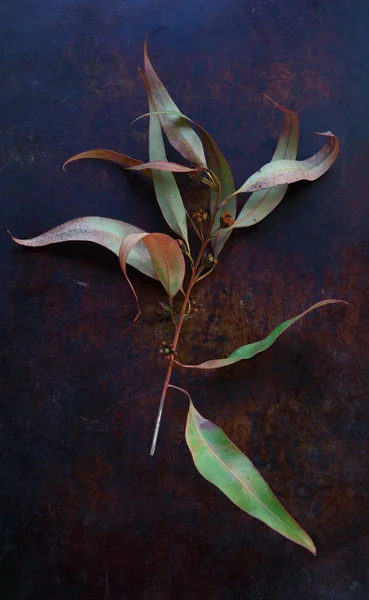 Texturerad Metall Bakgrund Med Eukalyptus Blad Och Frön — Stockfoto