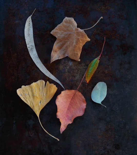 Arrangement Fall Leaves Including Ginkgo Crabapple Ivy Eucalyptus Copy Space — Stock Photo, Image