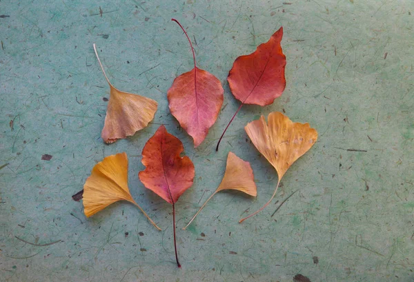 Feuilles Pommier Ginkgo Sur Papier Art Vert Pâle Texturé — Photo