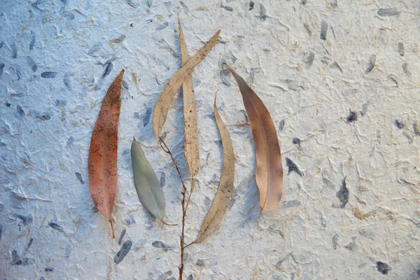 Eucalyptus leaves in earth tones on handmade art paper with embedded plant parts with room for tex