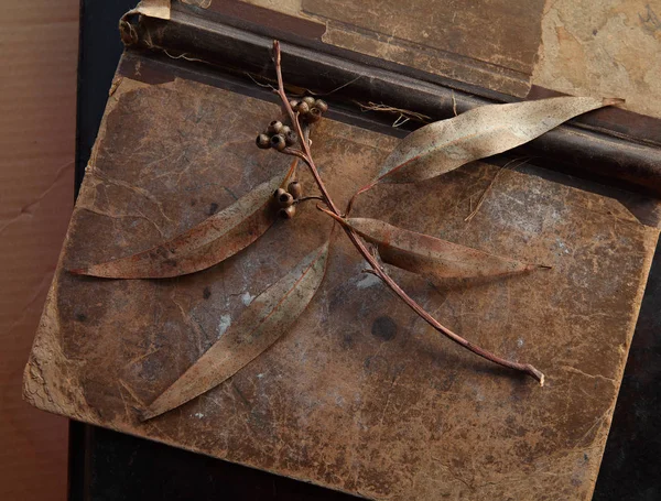 Eukalyptusblad Med Frökapslar Gammal Skadad Bok — Stockfoto