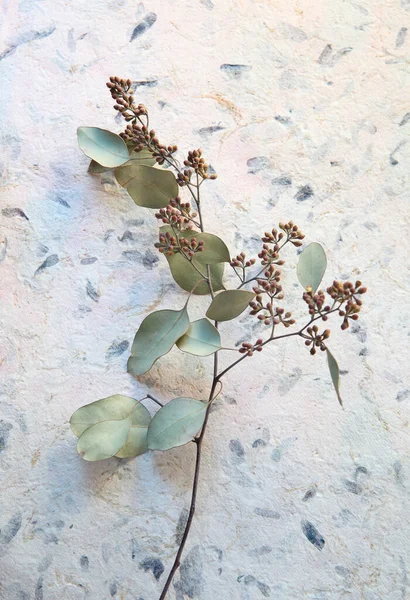 Eucalyptus leaves and seedpods on art paper embedded with plant parts