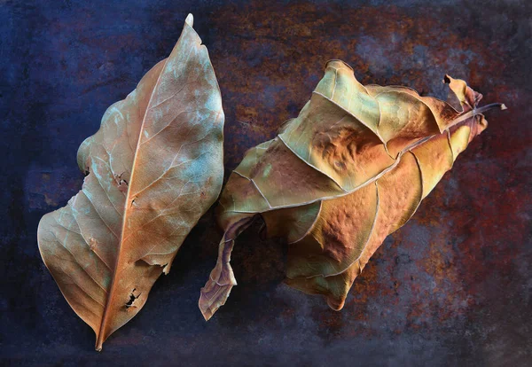 Dead leaves of magnolia and fiddle-leaf fig plants with copy space