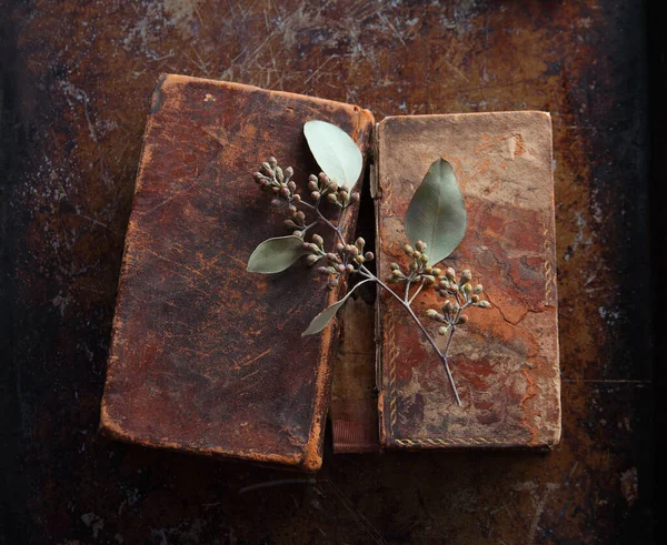 Sprig Van Eucalyptus Met Zaaddozen Vintage Boeken Met Ruimte Voor Stockfoto