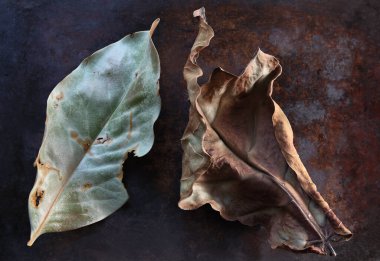 İki desenli sonbahar yaprakları ve metin için yer var.