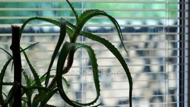 Aloe saksının içinde pencere kenarında duruyor