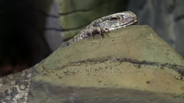 Plated lizard in vivarium — Stock Video