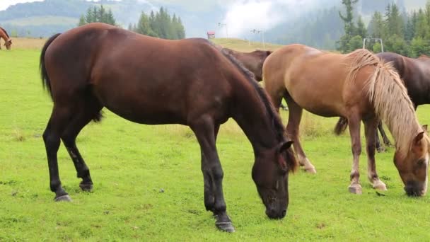 Caballos pastando en pastizales — Vídeo de stock