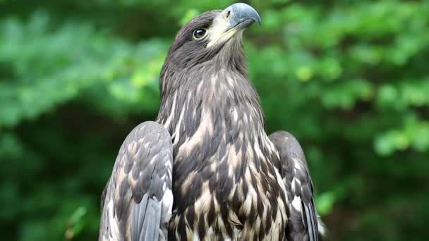 Uccello rapace si guarda intorno — Video Stock