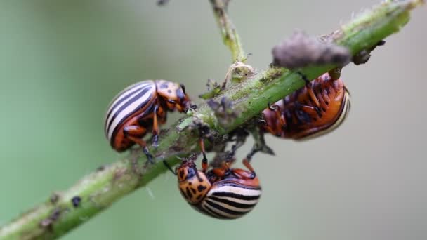 Kumbang Colorado pada tanaman kentang — Stok Video
